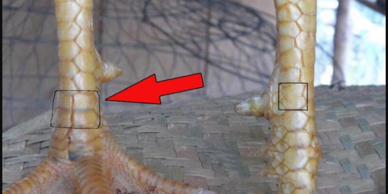 Thống kê các loại vảy chất lượng cho hội viên